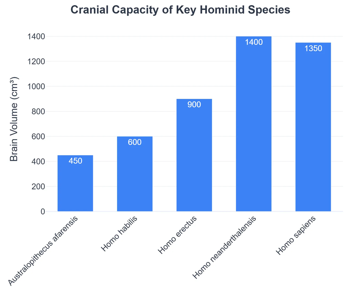 Cranial Capacity of Key Hominid Species