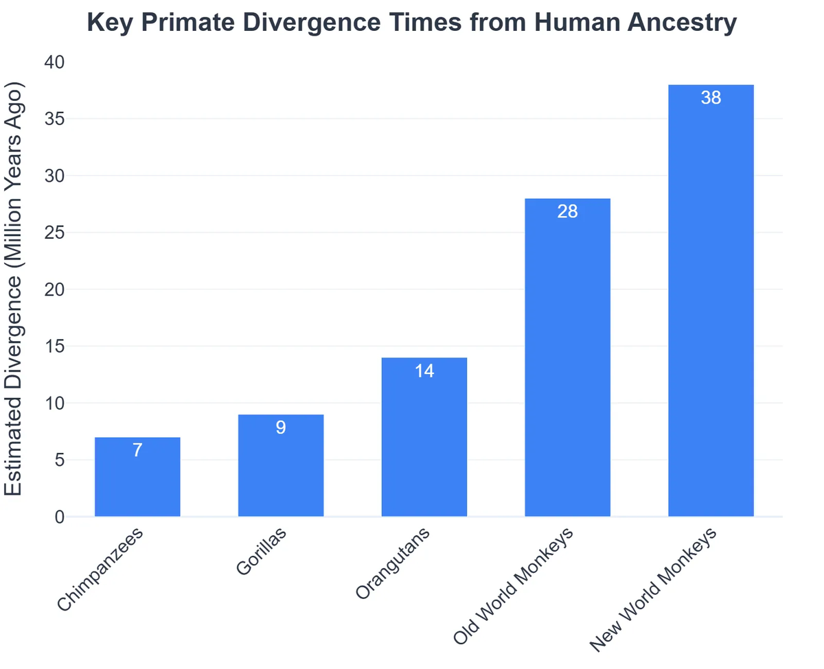 Key Primate Divergence Times from Human Ancestry