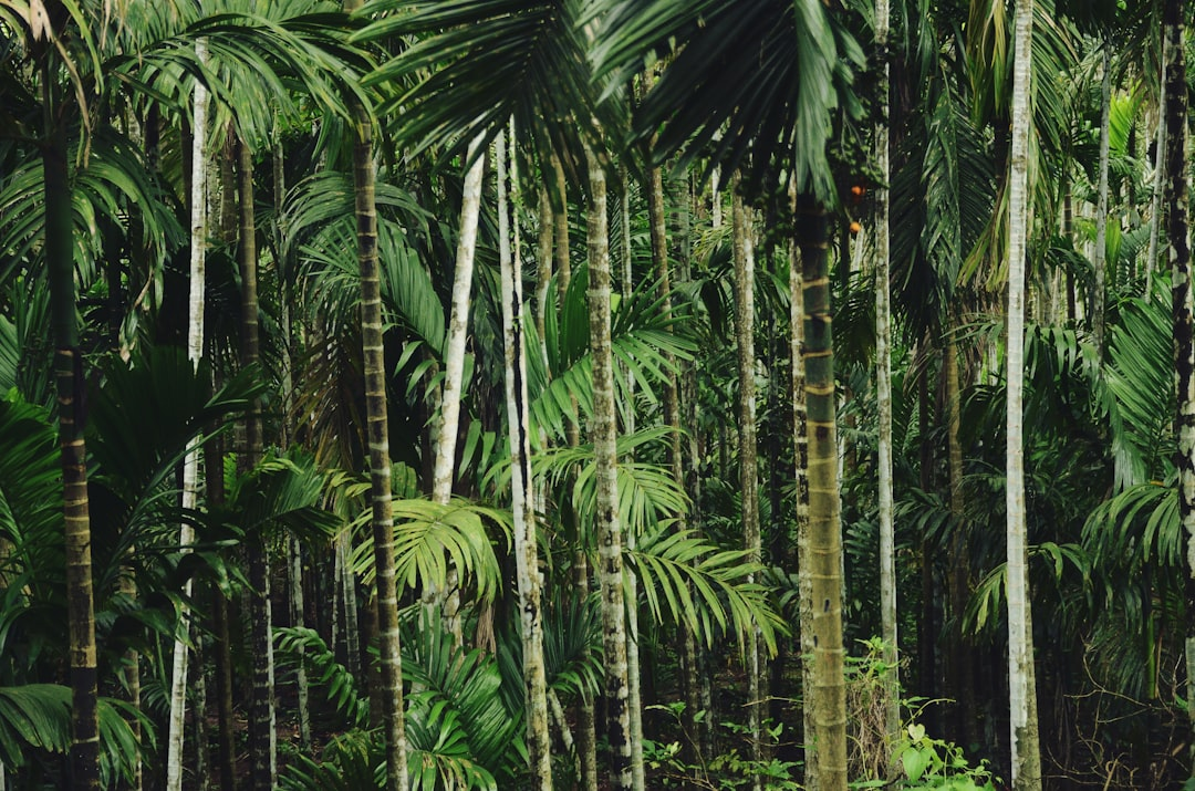A vibrant panoramic view of a thriving tropical island ecosystem, where dense, lush rainforests meet crystal-clear turquoise waters revealing an abundance of colorful coral and diverse marine life.