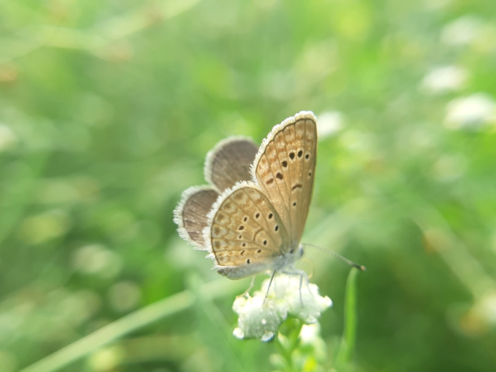 A small tan butterfly with spotted wings and white fringed edges rests gently on a white flower in a soft, sunlit green natural habitat, embodying the diverse paths of insect adaptation.