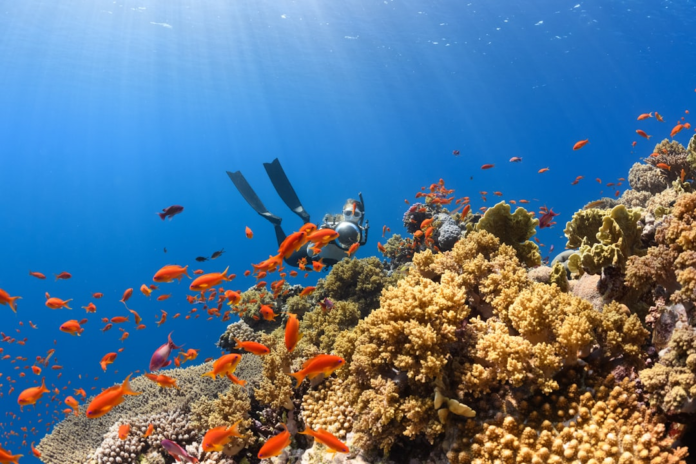 A scuba diver explores a vibrant coral reef brimming with diverse marine life, including a large school of bright orange fish, illuminated by sunbeams in the clear blue ocean.