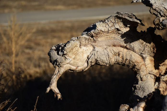 A gnarled, weathered tree branch with sharp, ridged textures evokes the eroded forms of geological aretes, set against a blurred, arid background.