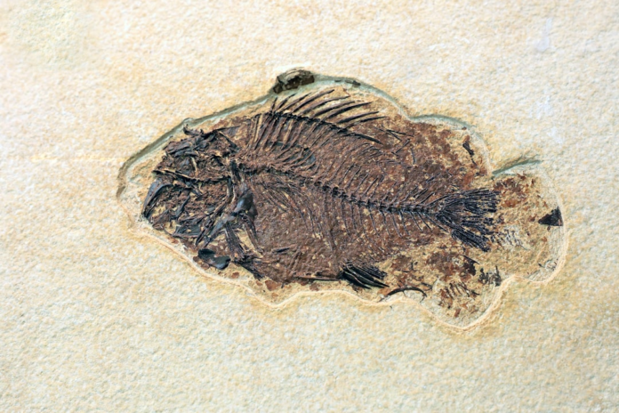 A remarkably detailed fossil of a complete fish skeleton, clearly preserved within light-colored sedimentary rock, illustrates the profound depth of ancient evolutionary history.