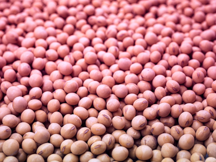 Plump, pale soybeans fill the frame in abundance, representing the powerful, longevity-boosting nutrition found in pulses.