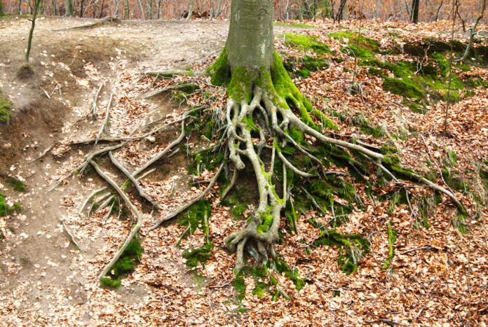 Thick, moss-covered tree roots spread across a steep, leaf-strewn forest embankment, powerfully illustrating the deep, foundational origins of behavior.