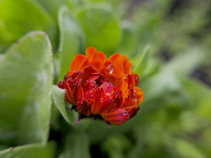 A vibrant orange calendula flower, adorned with glistening dew drops, emerges from a soft focus of lush green foliage, embodying natural beauty and rich biodiversity.