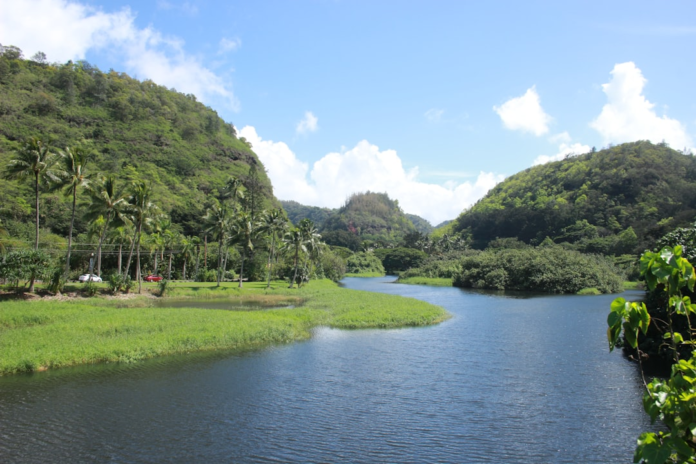 Serene tropical landscape featuring a winding river flanked by lush green mountains and abundant palm trees under a bright blue sky, representing Earth's rich biodiversity.