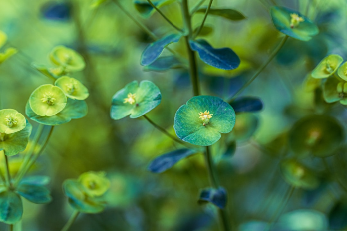 Close-up of vibrant green plant foliage with distinctive round leaves and tiny yellow centers thriving in a lush natural environment, symbolizing healthy biodiversity and Earth's natural heritage.