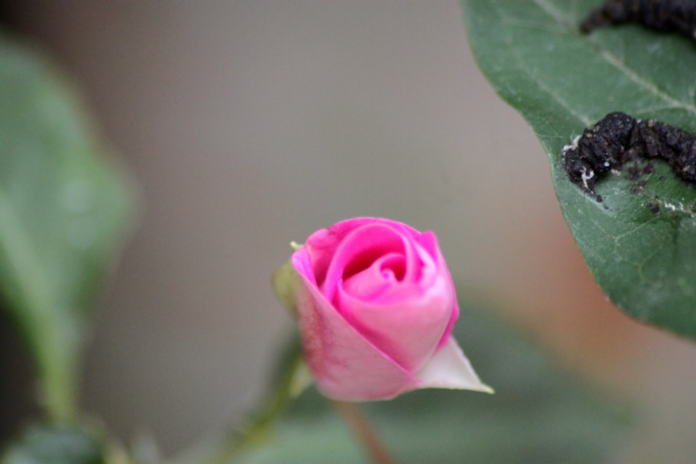 A vibrant pink rosebud stands on a stem amidst lush green foliage, with a large leaf in the background hosting two dark caterpillar-like creatures, illustrating the rich plant and insect biodiversity found in nature.
