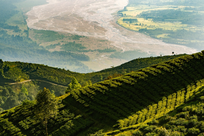 Vast, sunlit green tea plantations on rolling hills rise above a wide, braided river valley and distant misty plains, showcasing the interplay between cultivated and natural landscapes crucial for biodiversity preservation.