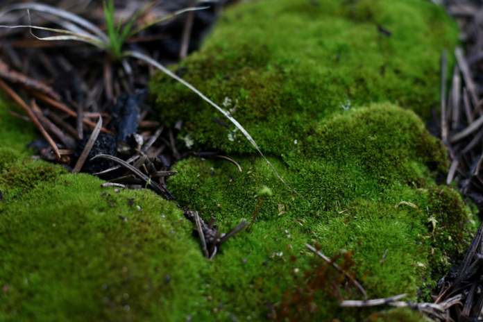 Deep green, soft moss creates a vibrant carpet on the forest floor, coexisting with scattered pine needles, illustrating resilient biodiversity.