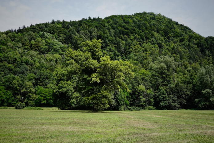 A vibrant landscape showcases a lush forest of diverse trees covering rolling hills, with a prominent single tree standing in a wide green grassy meadow, embodying rich biodiversity and a healthy ecosystem.