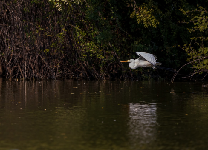A Great Egret gracefully glides over calm, reflective water, with dense green trees and tangled branches in the background, showcasing vital wildlife for biodiversity and conservation.