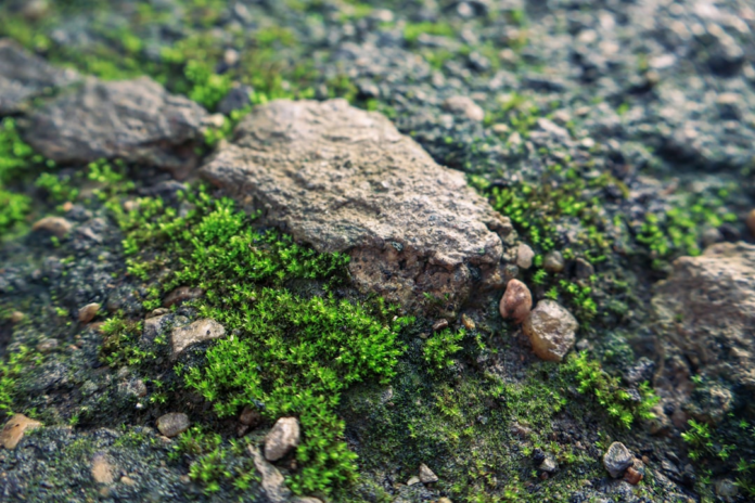 Vibrant green moss thrives among rugged grey rocks and earthy terrain, vividly illustrating the dynamic interface of life and geology explored in biogeology.