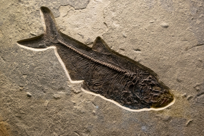 A remarkably well-preserved fossil of a prehistoric fish, with its intricate skeleton and fins clearly visible against a textured light brown sedimentary rock, serves as compelling evidence for biological evolution.