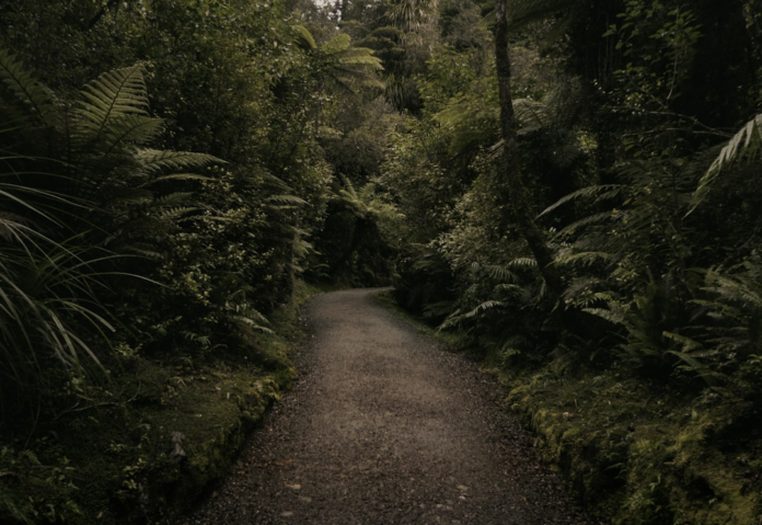 A winding gravel path leads into a dense, verdant forest teeming with lush ferns and diverse plant life, showcasing a rich biological hotspot.
