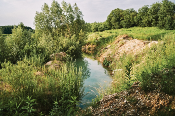 A tranquil, clear stream winds through a lush, sunlit landscape abundant with green vegetation, tall grasses, and trees, showcasing a vibrant natural habitat.