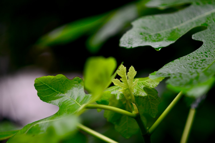 Vibrant green new plant sprout unfurls amidst darker, dewy foliage, symbolizing fresh growth and potential in natural applications of biotechnology.