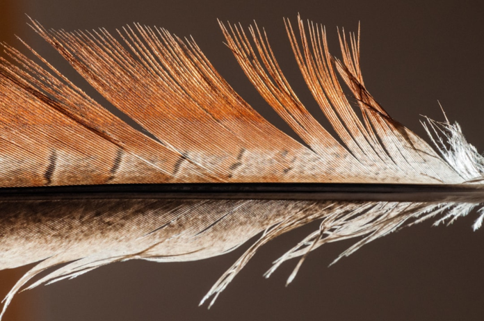 A macro view of an intricate reddish-brown and white bird feather reveals its complex barb structure, symbolizing avian evolution and flight.
