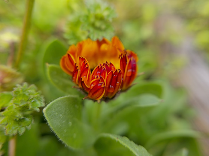 Vibrant orange and red flower petals, beaded with dew, are nestled among lush green foliage, symbolizing the delicate beauty and vital biodiversity of nature.