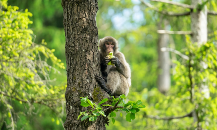 A brown Macaque monkey perches in a vibrant green forest, attentively eating a fruit, showcasing arboreal primate behavior vital to understanding ancestry.