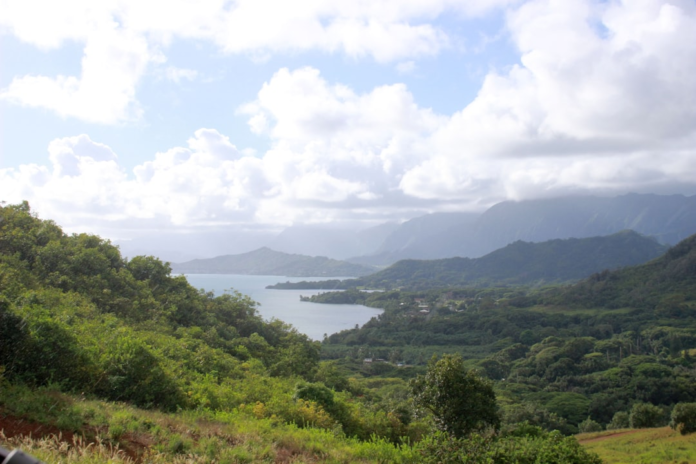 Lush green mountains and hills, covered in dense vegetation, overlook a serene bay under a bright, cloudy sky, depicting a vibrant, biodiverse coastal ecosystem.