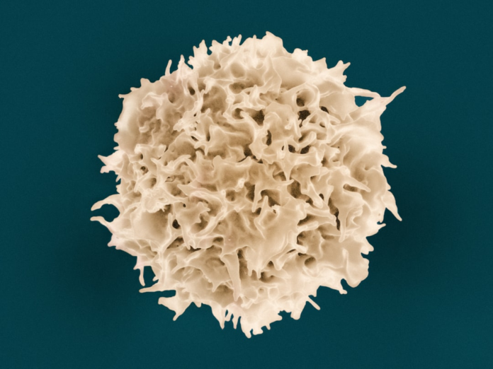 Highly magnified scanning electron micrograph of a light-colored somatic cell with a textured, irregular surface against a dark teal background, illustrating the cellular component essential for cloning.