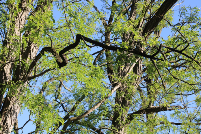 Vibrant green leaves and gnarled branches of a tree canopy stretch against a clear blue sky, symbolizing the ongoing natural growth and evolutionary processes.