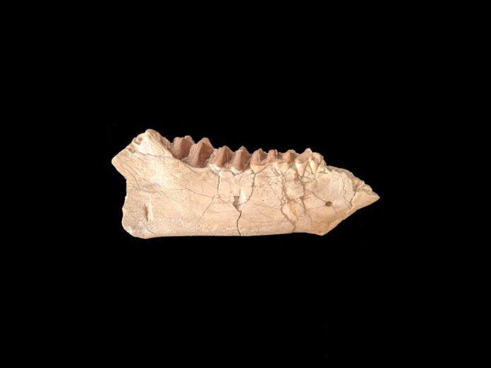 A light-colored, cracked fossilized lower jawbone fragment with prominent, worn teeth rests on a stark black background, serving as factual evidence in the study of evolution.