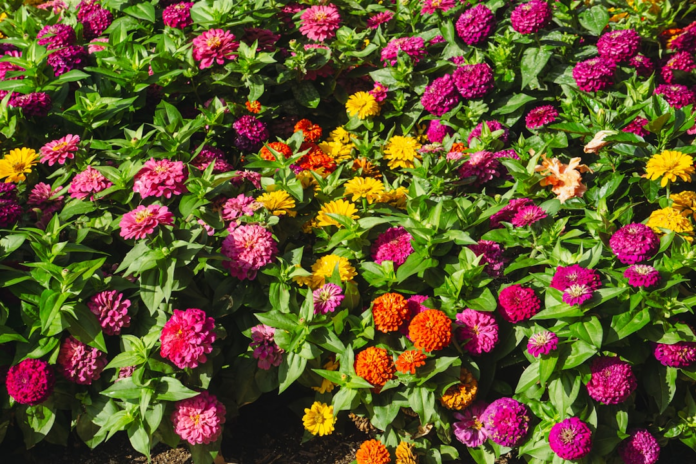 A vibrant array of blooming Zinnia flowers in various shades of pink, magenta, yellow, and orange, showcasing rich plant biodiversity.