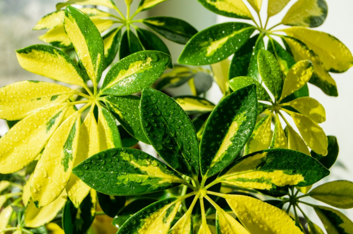 Lush, variegated green and golden plant leaves, glistening with fresh water droplets against a bright background, showcase vibrant plant diversity crucial for life.