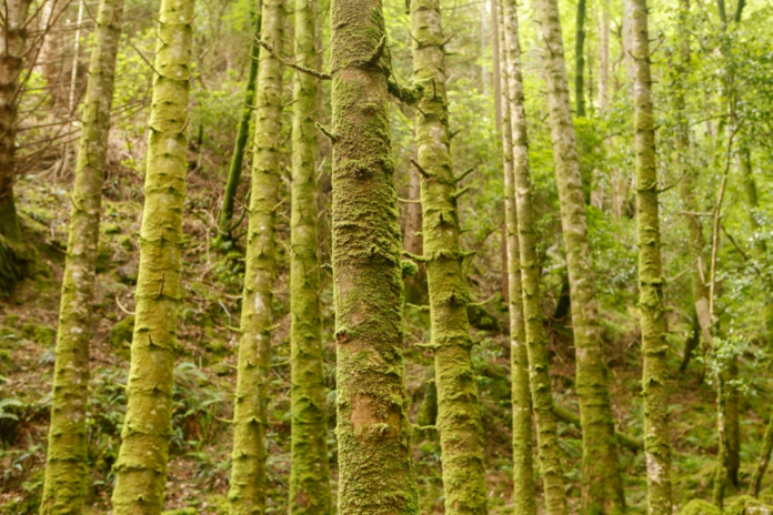 Tall, moss-covered trees stand prominently in a lush, verdant forest, showcasing the vital role of a healthy, functioning ecosystem.