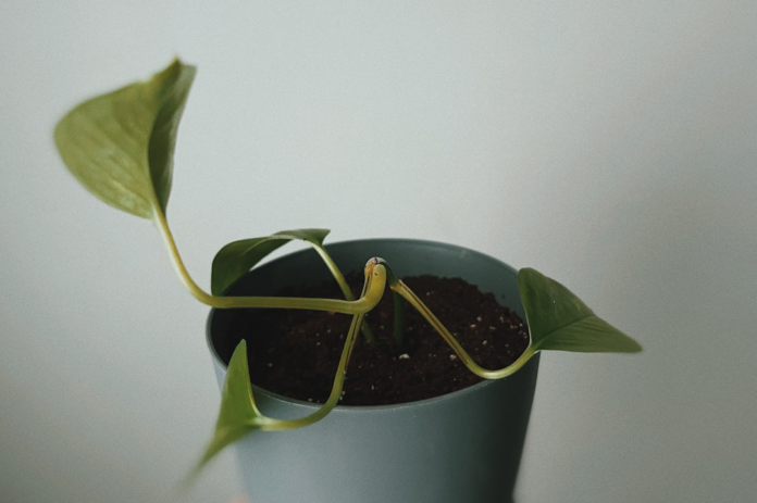 Young plant with slender stems and light green leaves reaching from a dark pot, symbolizing adaptation and the emergent stages of life in evolutionary processes.