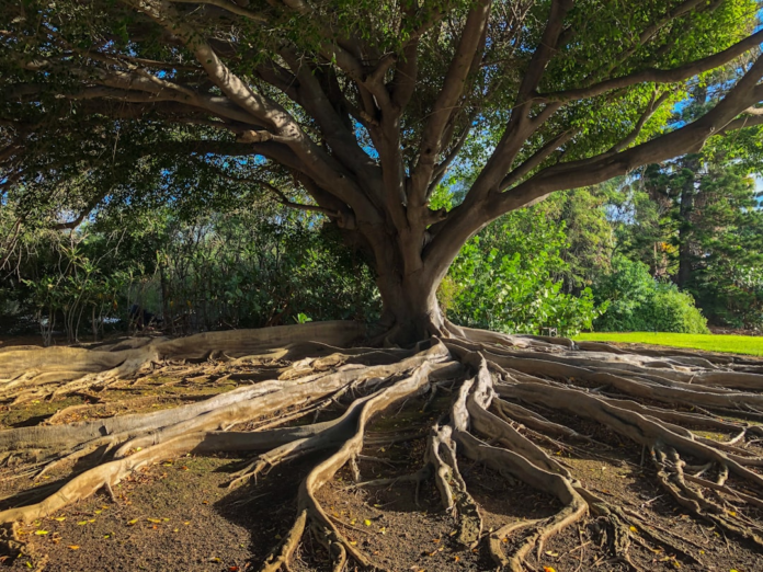 Vast, mature tree with an intricate network of exposed roots spanning the foreground, surrounded by rich green vegetation, evoking the foundational and interconnected nature of evolutionary lineages.