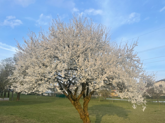 A large tree bursts with abundant white blossoms in a vibrant green field under a bright blue sky, embodying nature's continuous evolutionary growth.