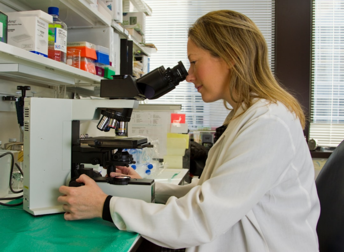 A focused scientist in a white lab coat intently examines samples through a microscope in a well-equipped research laboratory, symbolizing the meticulous work involved in genetic engineering.