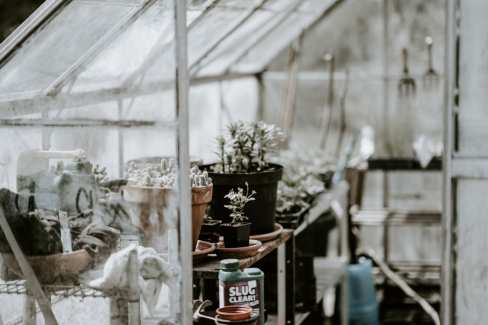 An interior view of a bustling greenhouse filled with various potted plants, including cacti and small leafy greens, alongside gardening tools and pest control products, showcasing an active environment for plant cultivation.