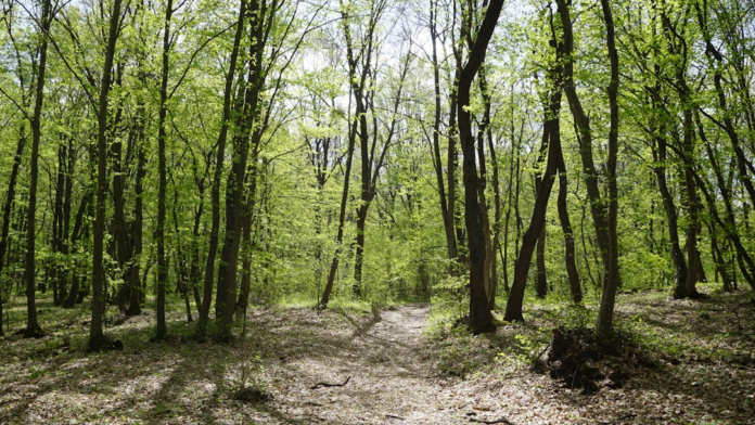 A tranquil forest path winds through tall trees with vibrant green leaves, bathed in sunlight, representing natural pathways to wellness and longevity.