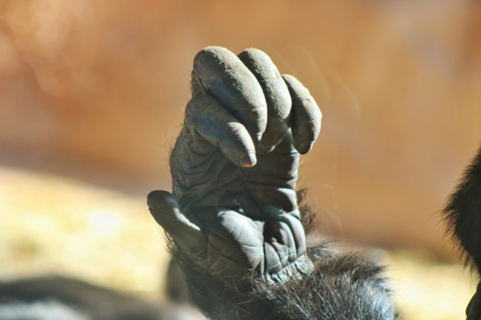 Close-up of a primate's dark, textured hand with visible knuckles and fur, set against a warm, softly blurred background, highlighting shared evolutionary features.