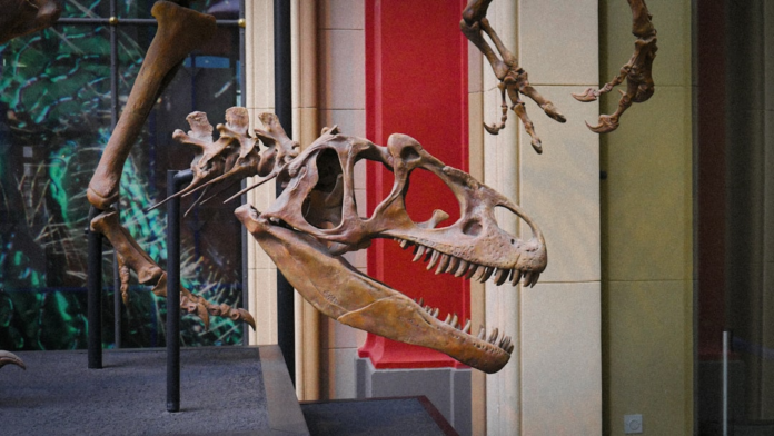 Detailed display of a formidable dinosaur skeleton, prominently featuring its skull with sharp teeth, mounted as a museum exhibit, representing the ancient creatures unearthed by paleontologists.