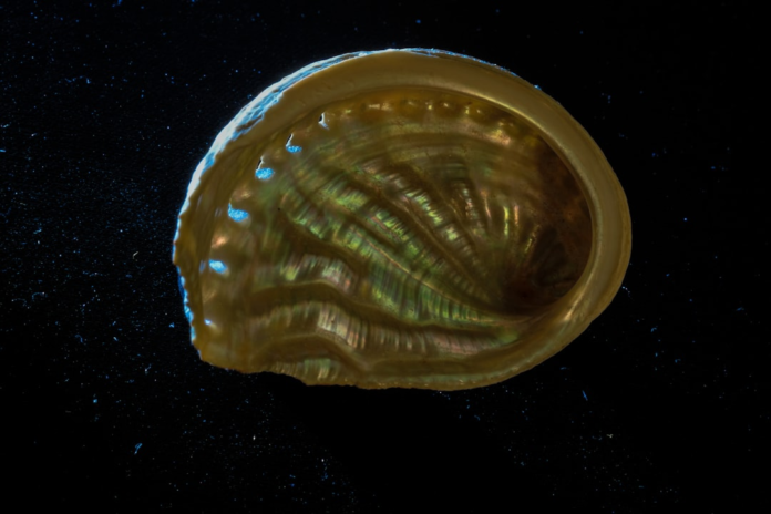 An ethereal abalone shell, showcasing its pearlescent interior and blue-illuminated vents, appears suspended in a starry black expanse, suggesting the alien beauty of Jupiter's Trojan asteroids explored by the Lucy Spacecraft Mission.