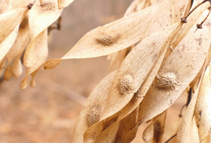 Close-up of numerous dry, papery light brown samara seed pods, displaying intricate textures and seed casings, symbolizing plant reproduction and dispersal as key mechanisms driving biodiversity.