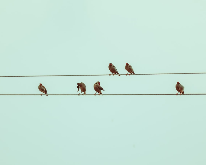 Six dark-feathered birds are individually spaced along two parallel power lines against a serene, pale blue sky, symbolizing themes of individuality within a structured system.