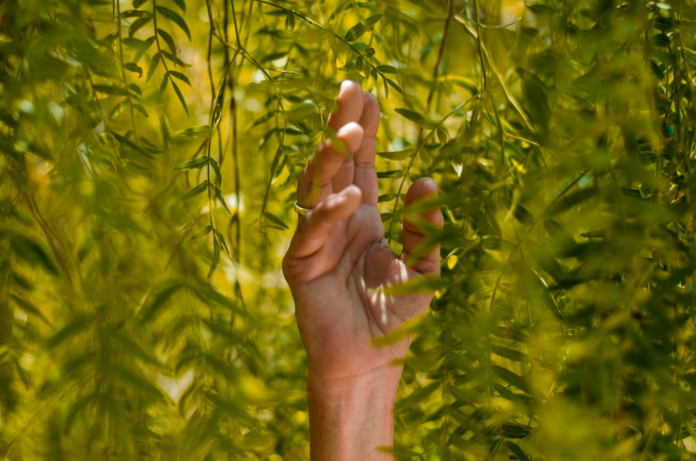 A human hand gently reaches upward through vibrant green foliage, dappled with sunlight, symbolizing the essential connection to and protection of global biodiversity.