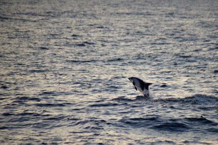 A black and white dolphin leaps powerfully from the calm, dark ocean waves, symbolizing marine life central to oceanographic research.