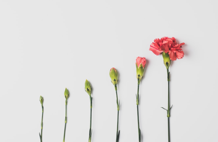 A visual sequence of six carnation flowers illustrates the stages of growth, from tight green buds to a fully bloomed coral red flower, symbolizing life's ongoing evolution and adaptation.