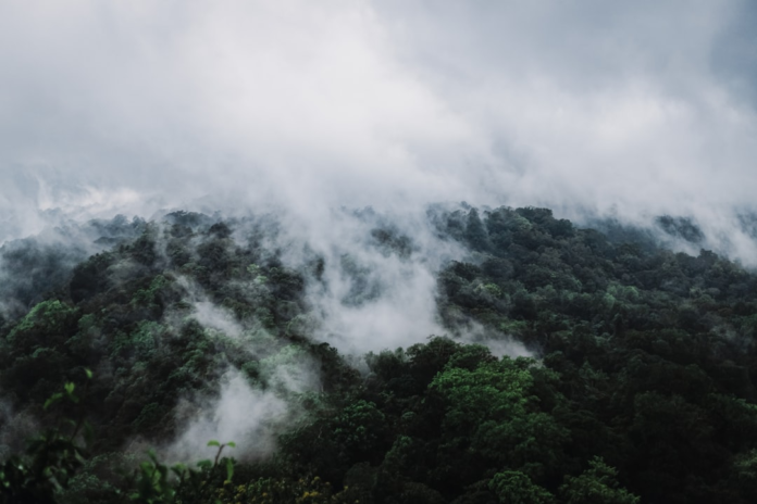 Dense, mist-shrouded rainforest canopy blankets the mountains of Papua New Guinea, representing its rich biodiversity and ecological treasure.