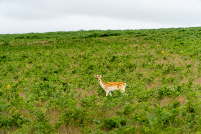 A spotted deer stands attentively amidst lush green ferns on a rolling hillside under an overcast sky, emphasizing the preservation of natural habitats for global biodiversity.