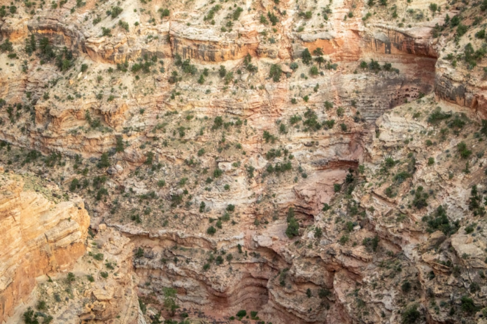Detailed view of ancient, stratified rock formations on a rugged canyon wall, with scattered arid vegetation, illustrating key geological principles for UPSC Geology Optional aspirants.