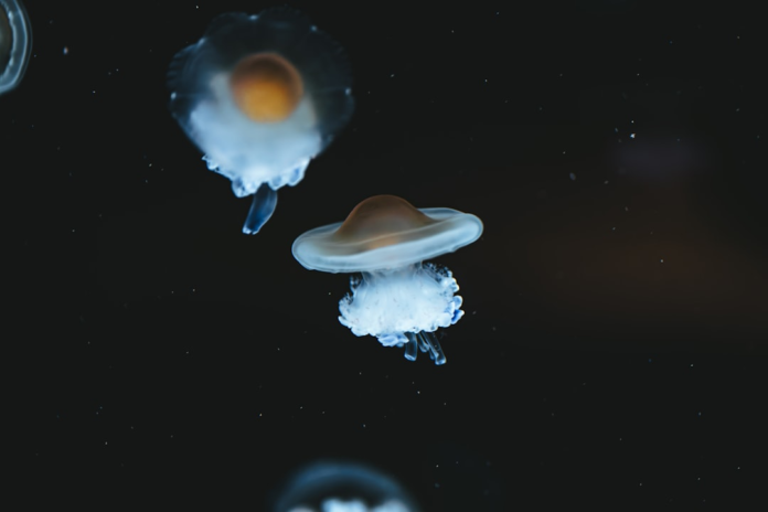 Ethereal jellyfish with glowing orange centers and translucent bells gracefully float through dark, mysterious depths, appearing like celestial bodies in an oceanic abyss.